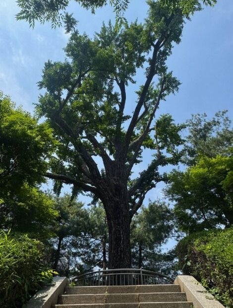 Ginkgo Tree at the Fortress Well Site
